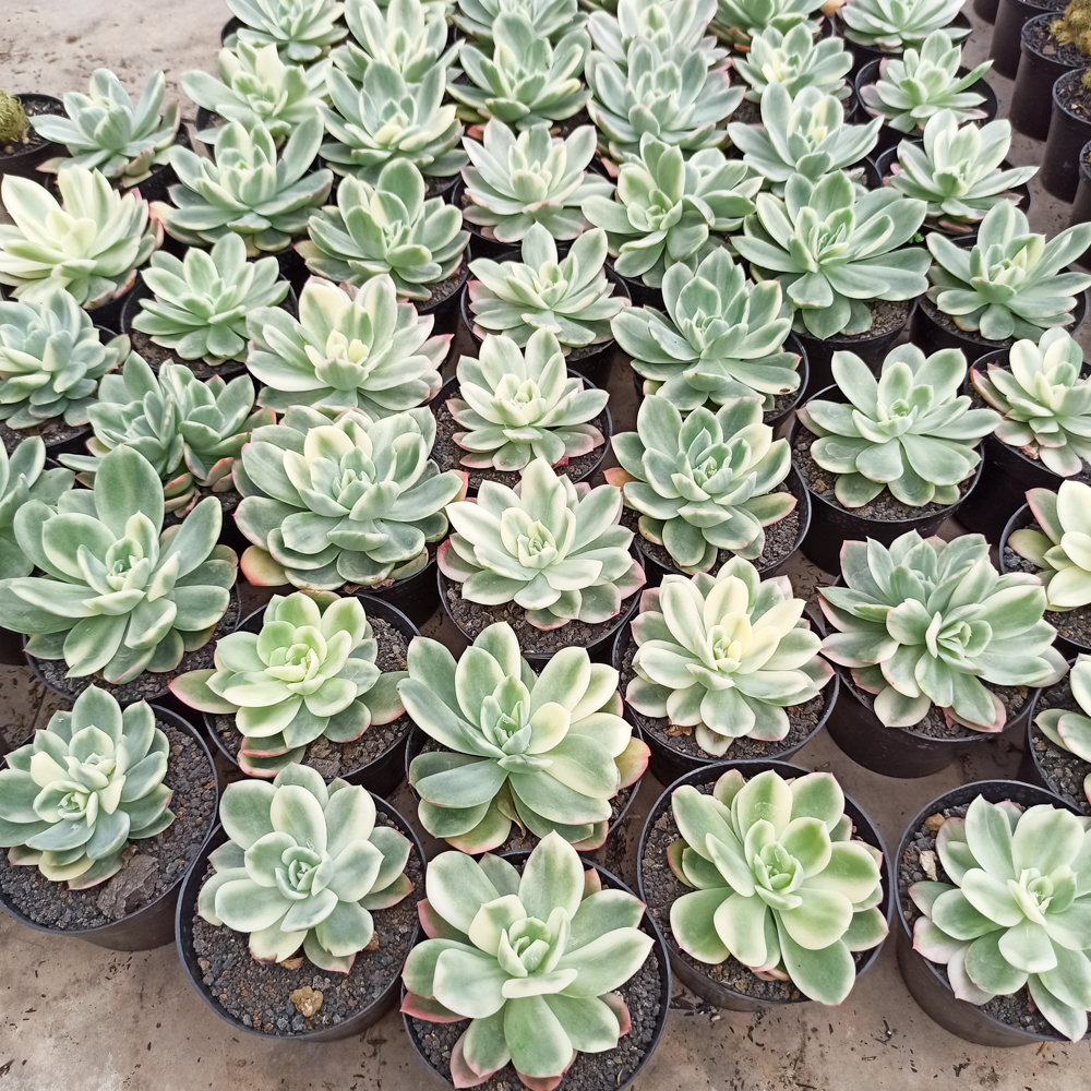 319. Echeveria Lemon Lime Variegated - Image 2