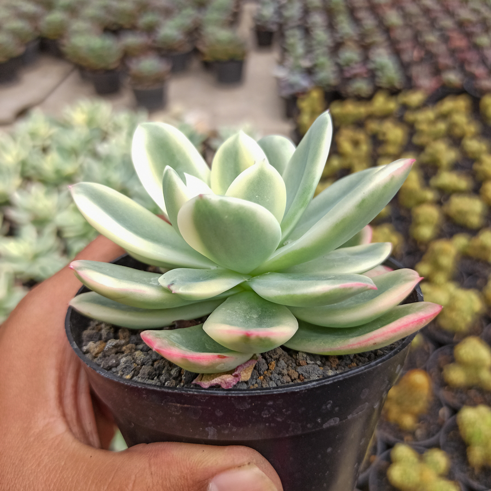 319. Echeveria Lemon Lime Variegated - Image 4
