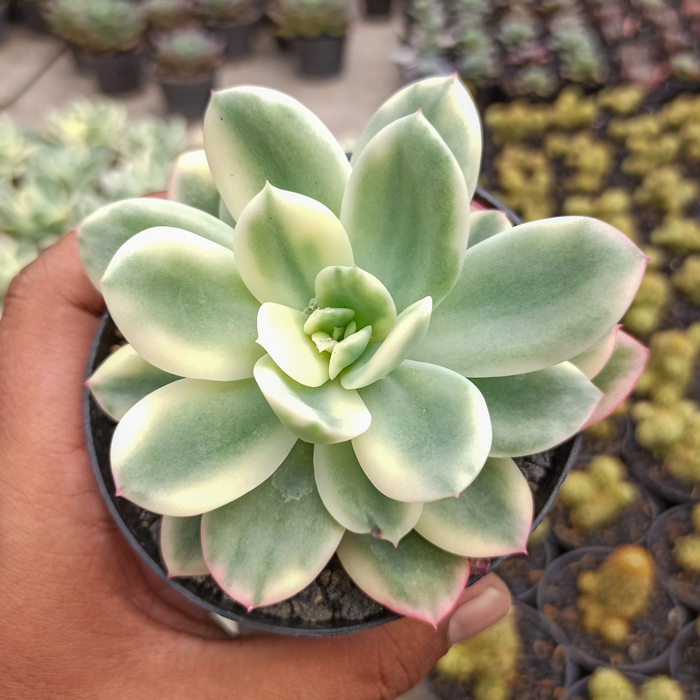 319. Echeveria Lemon Lime Variegated - Image 5