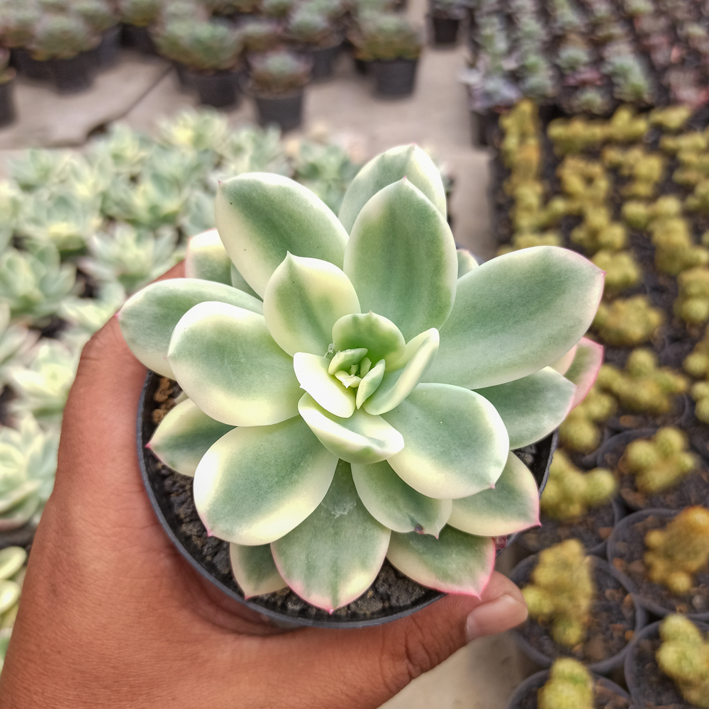 319. Echeveria Lemon Lime Variegated - Image 6