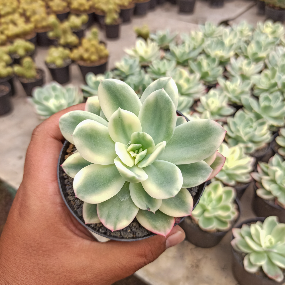319. Echeveria Lemon Lime Variegated - Image 7