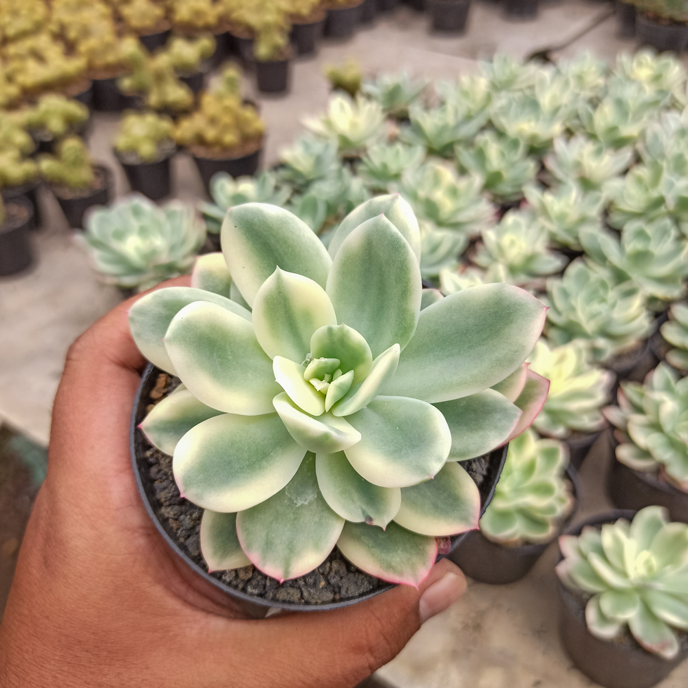 319. Echeveria Lemon Lime Variegated - Image 8