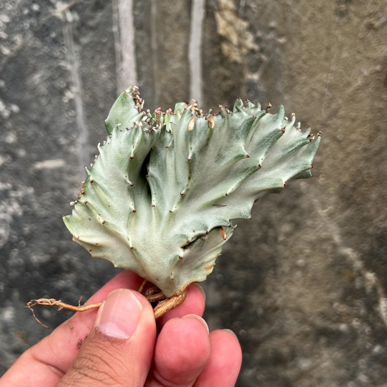 320. Euphorbia White Lactea Cristata