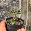 321. Dorstenia Nitida