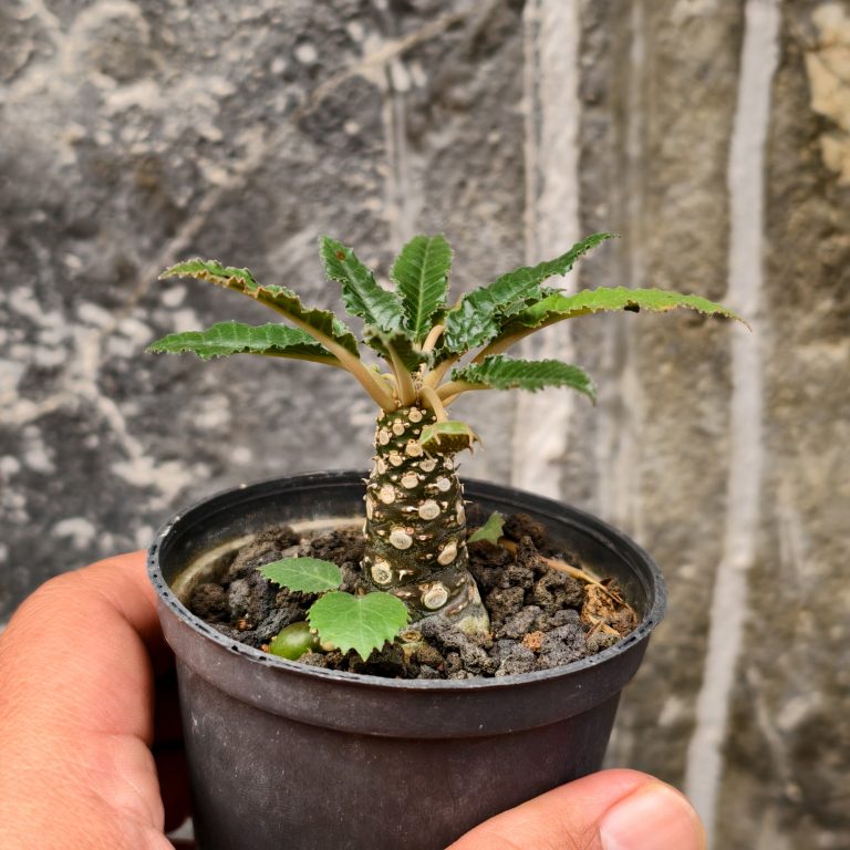 321. Dorstenia Nitida