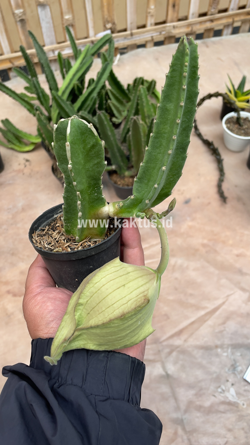 324. Stapelia Gigantea - Image 7