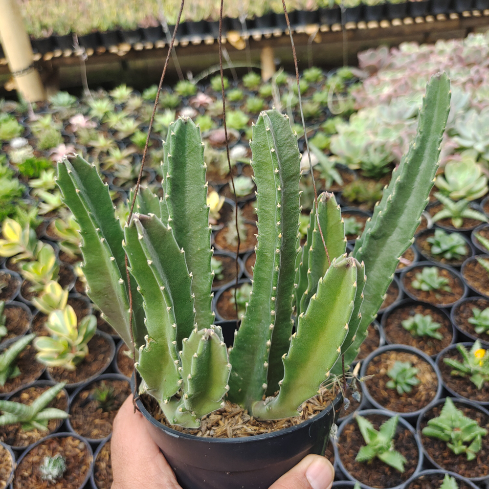 324. Stapelia Gigantea - Image 15