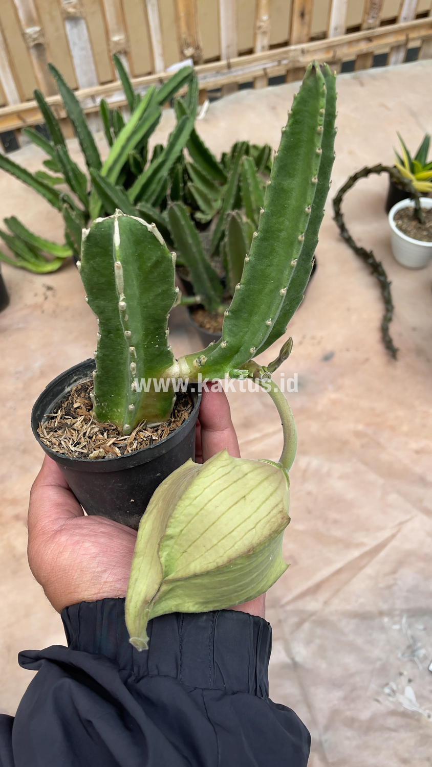 324. Stapelia Gigantea - Image 3