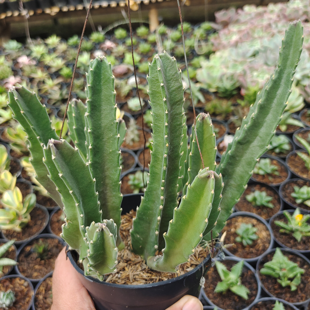 324. Stapelia Gigantea - Image 14