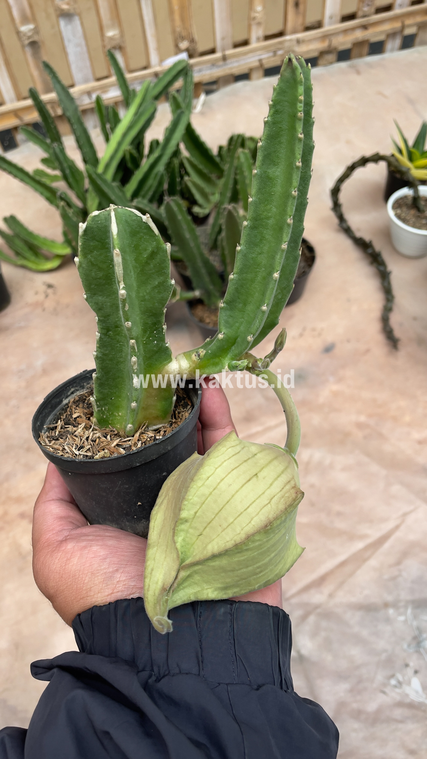 324. Stapelia Gigantea - Image 16