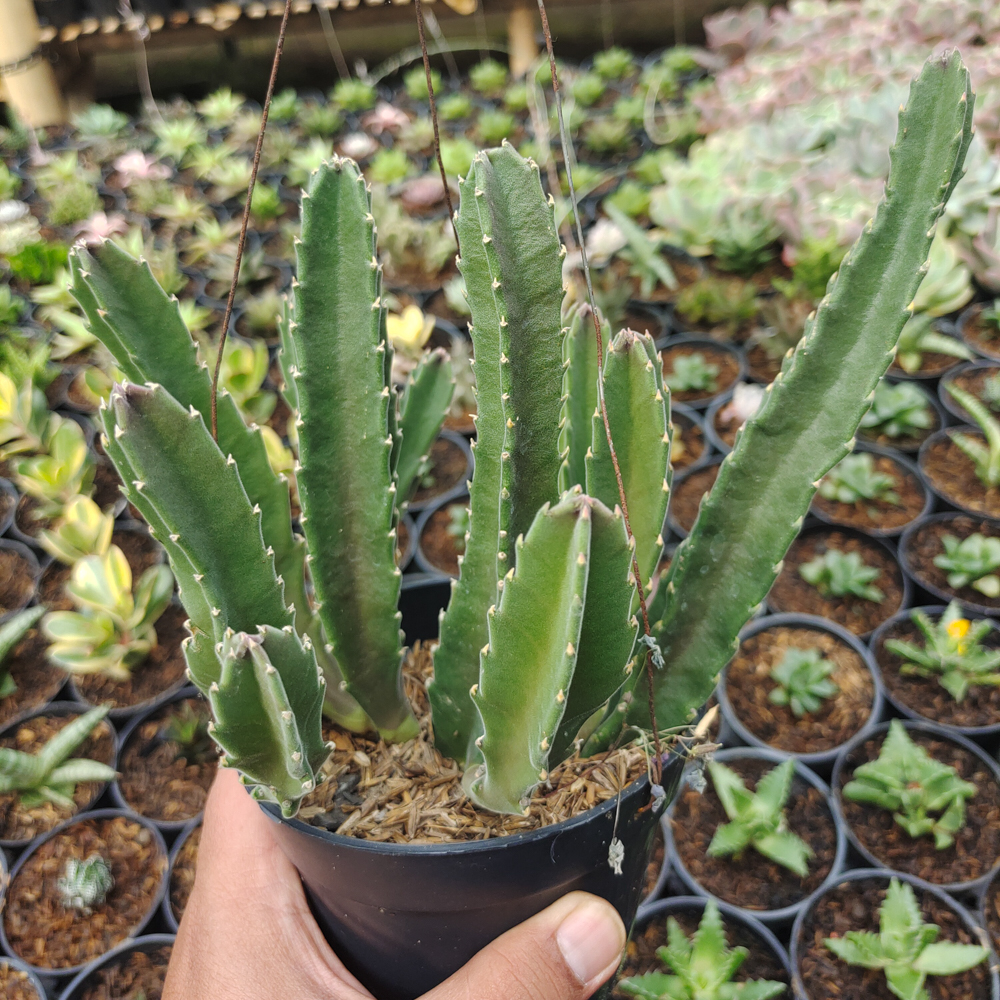 324. Stapelia Gigantea - Image 13
