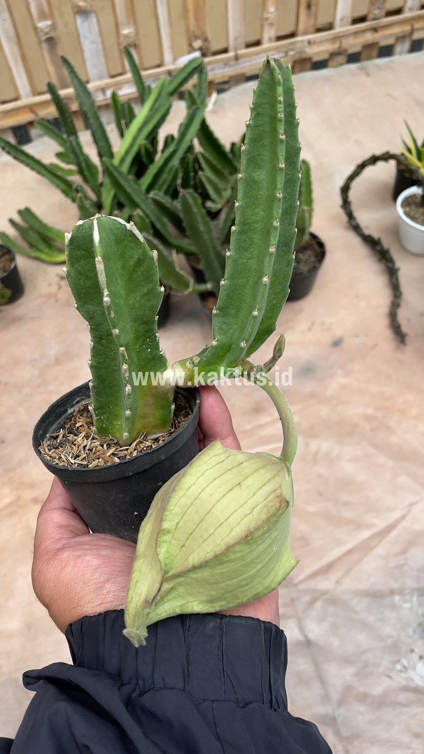 324. Stapelia Gigantea - Image 9
