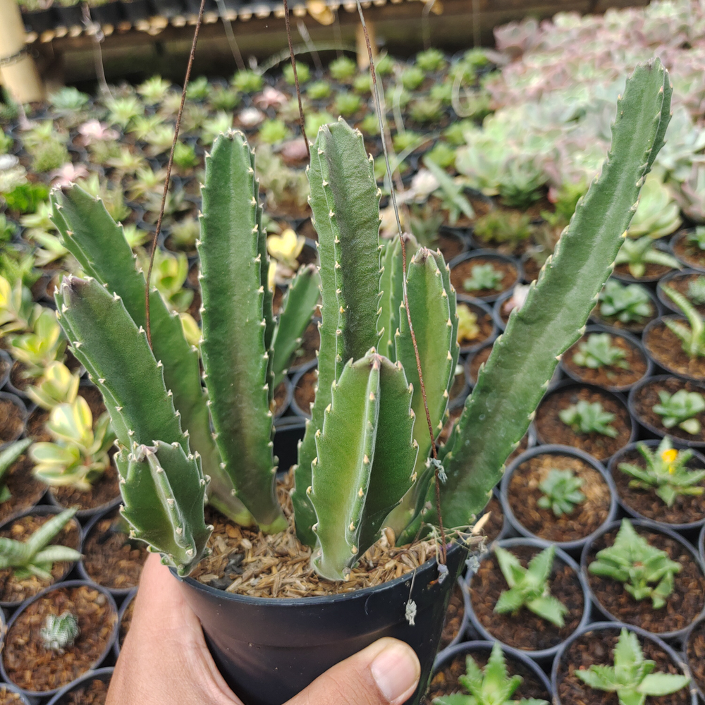 324. Stapelia Gigantea - Image 4