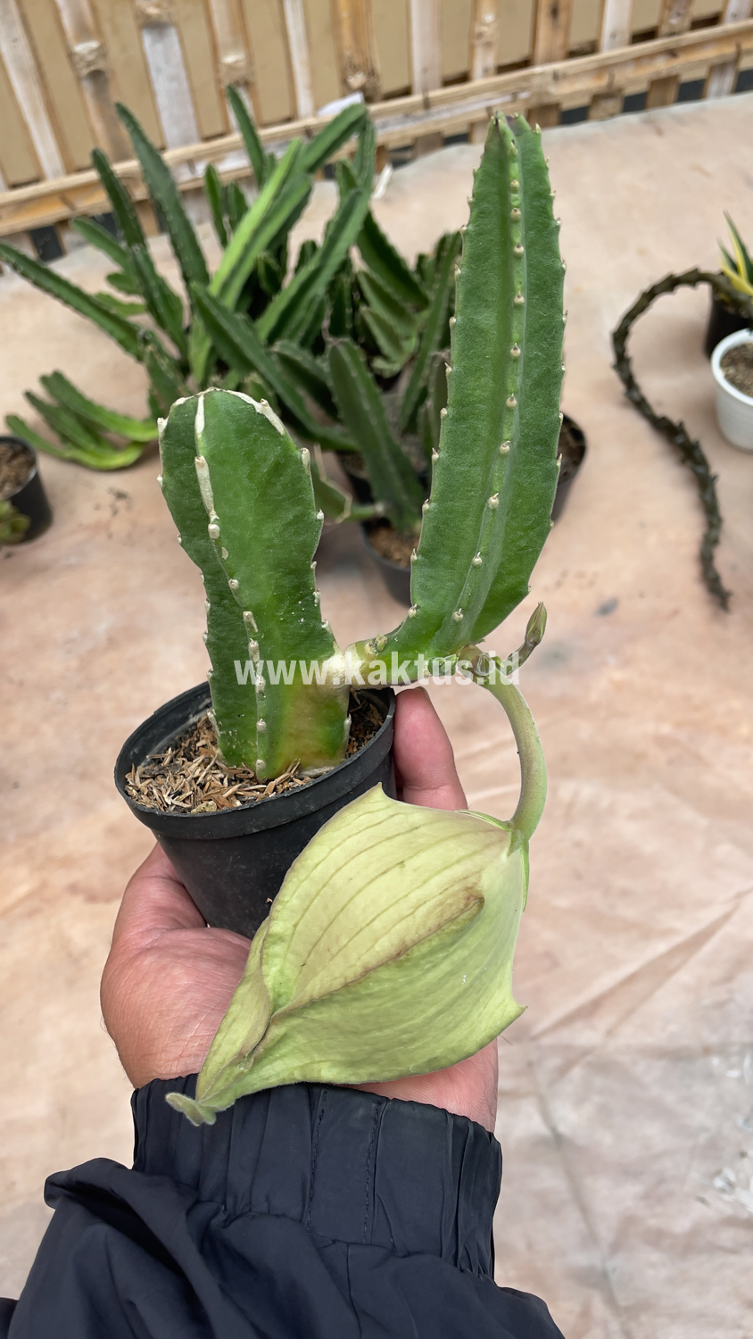 324. Stapelia Gigantea - Image 6
