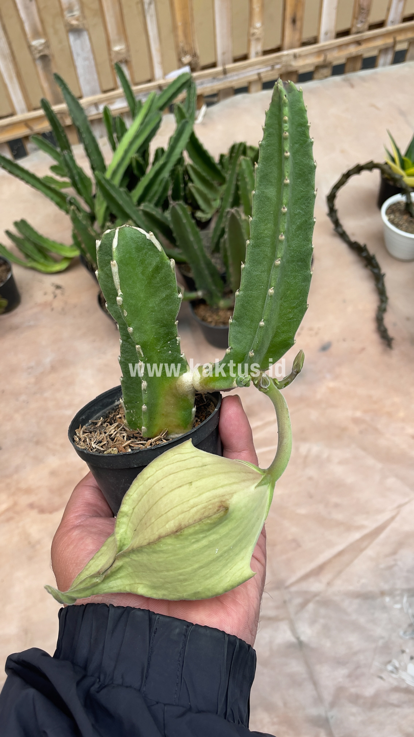 324. Stapelia Gigantea - Image 5