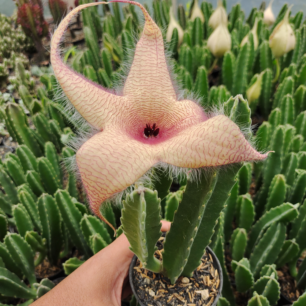 324. Stapelia Gigantea - Image 10