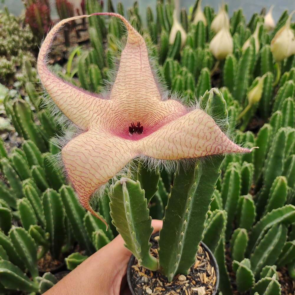 324. Stapelia Gigantea - Image 2