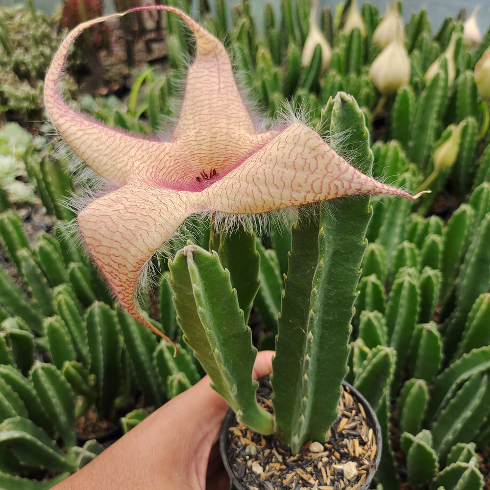 324. Stapelia Gigantea - Image 12