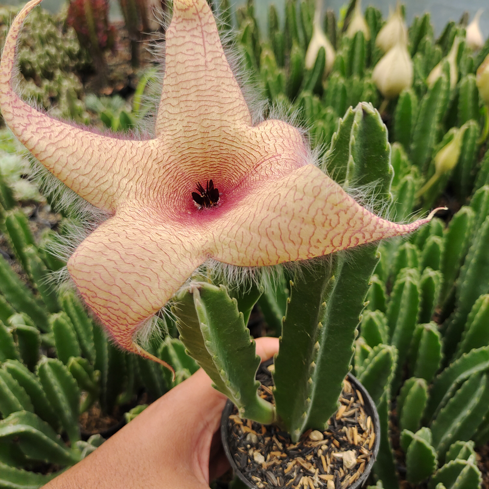 324. Stapelia Gigantea - Image 8