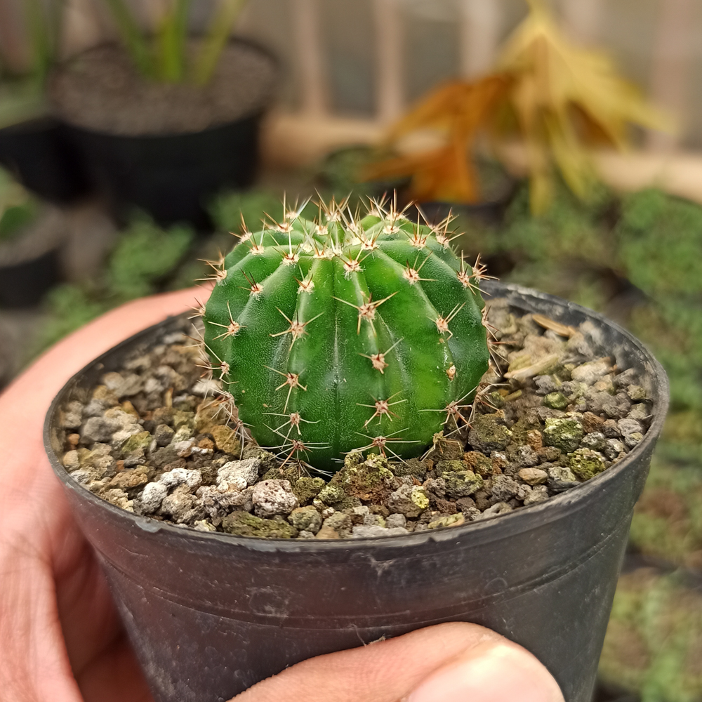 325. Echinocactus Eyriesii - Image 2