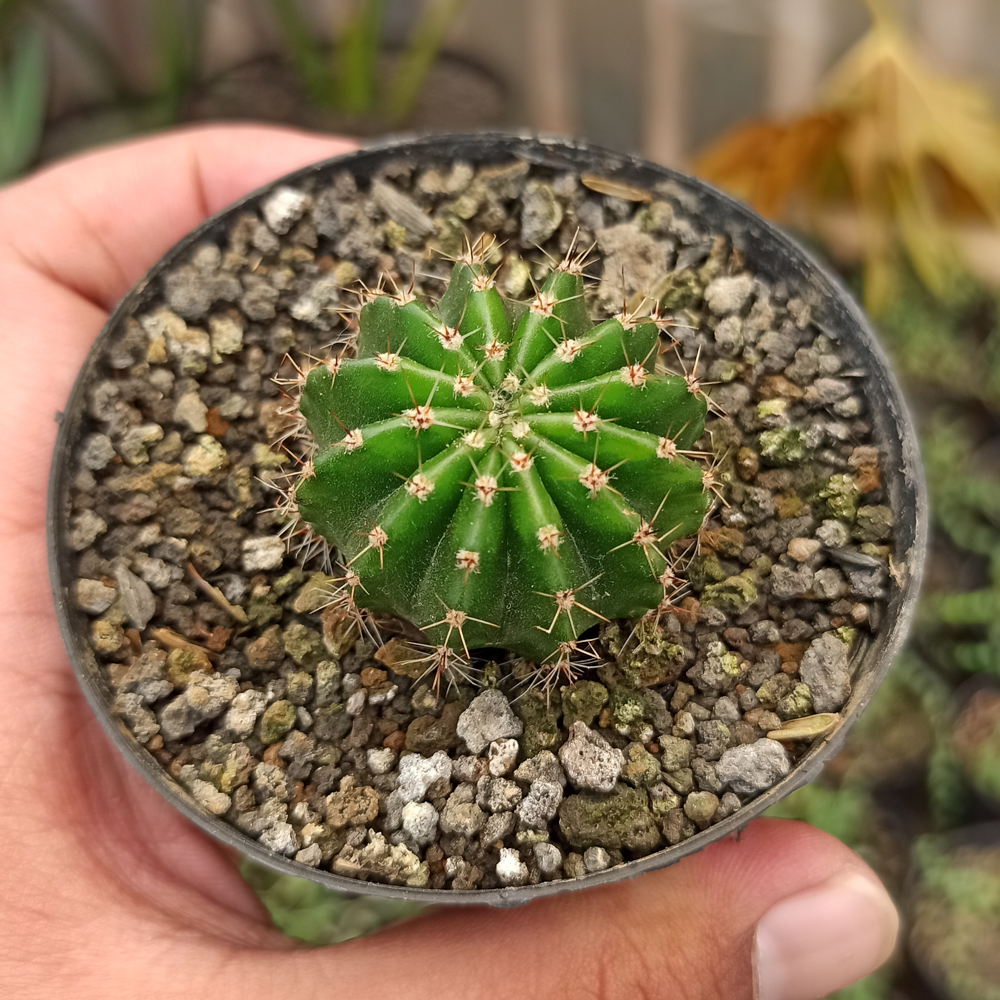 325. Echinocactus Eyriesii - Image 3