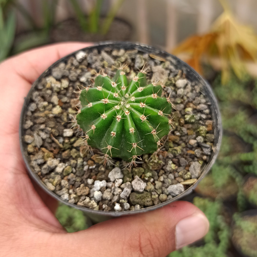 325. Echinocactus Eyriesii - Image 5