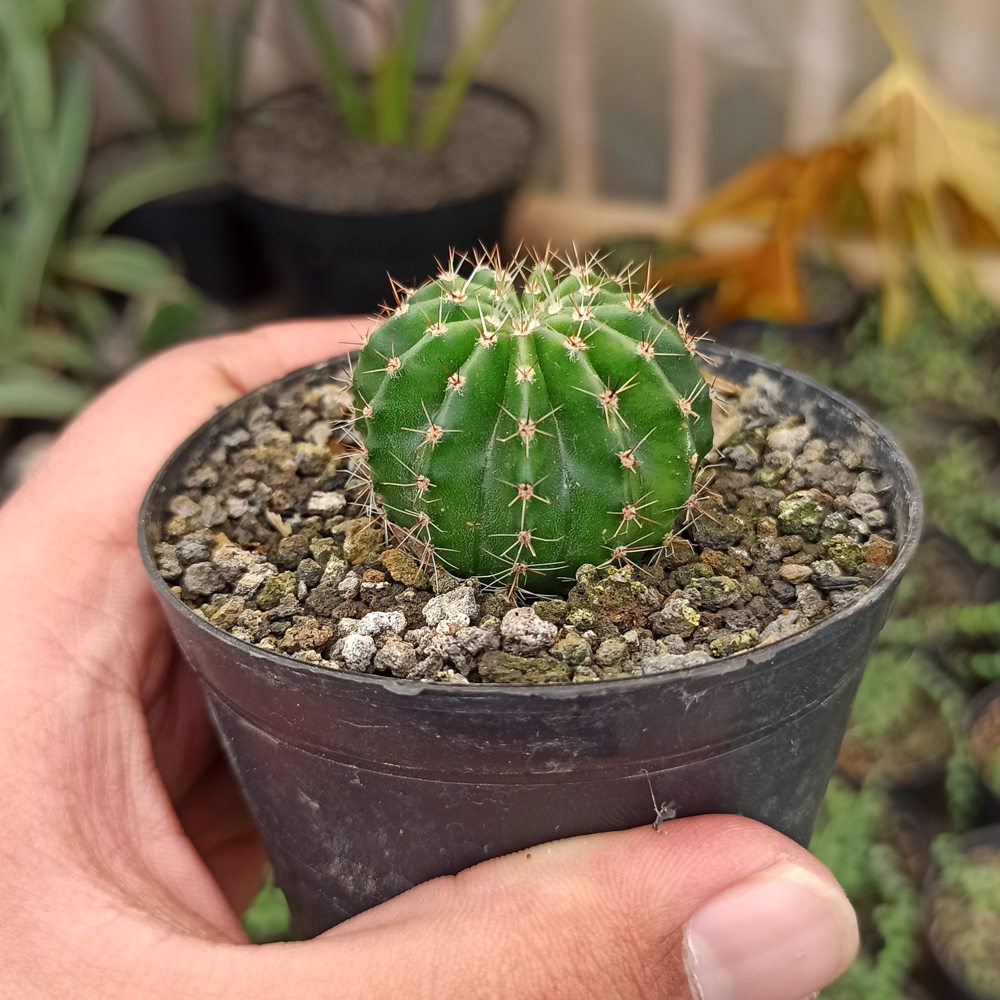 325. Echinocactus Eyriesii - Image 4