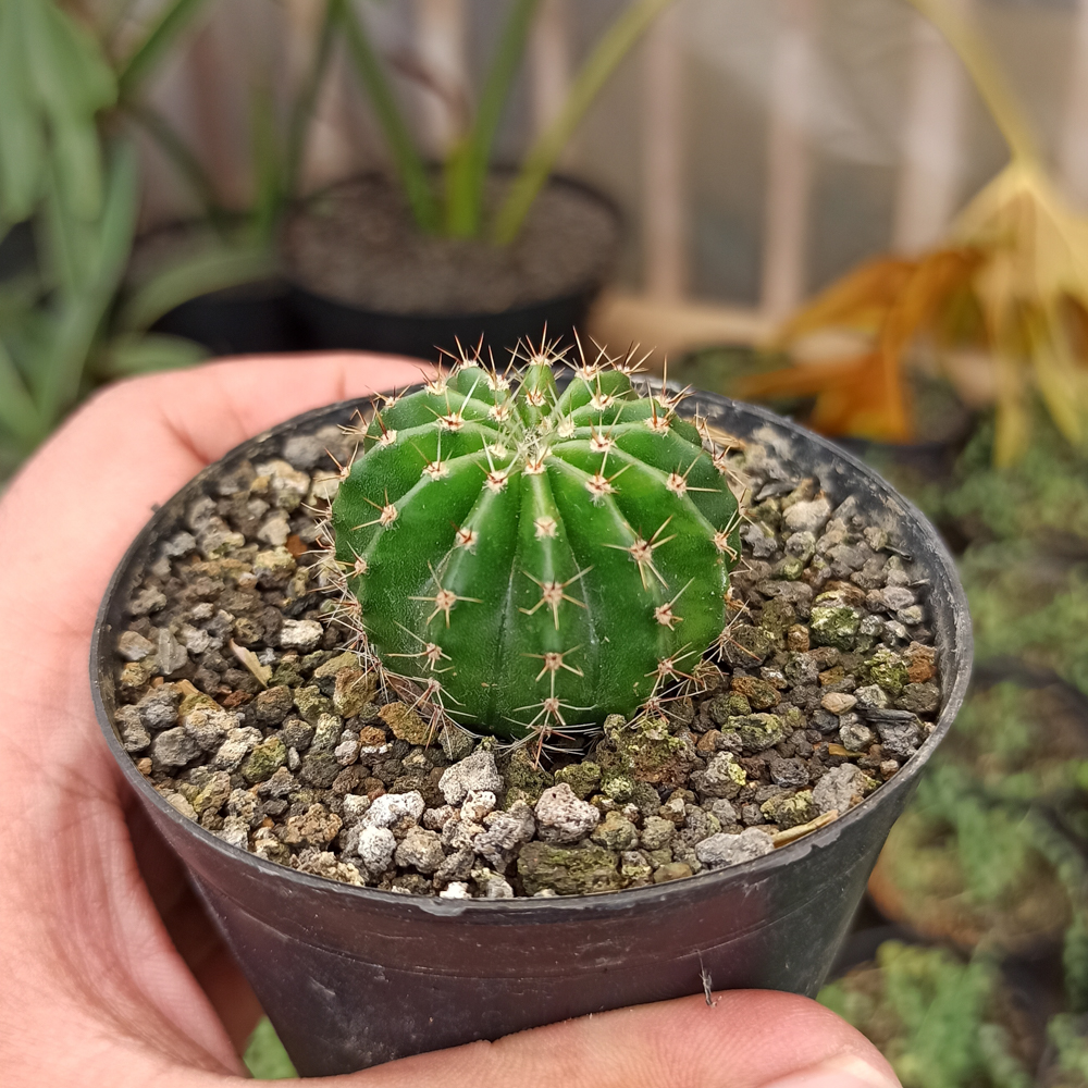 325. Echinocactus Eyriesii