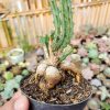 326. Euphorbia Knuthii
