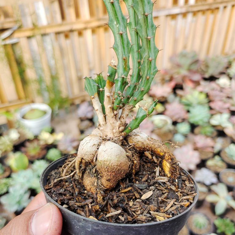 326. Euphorbia Knuthii