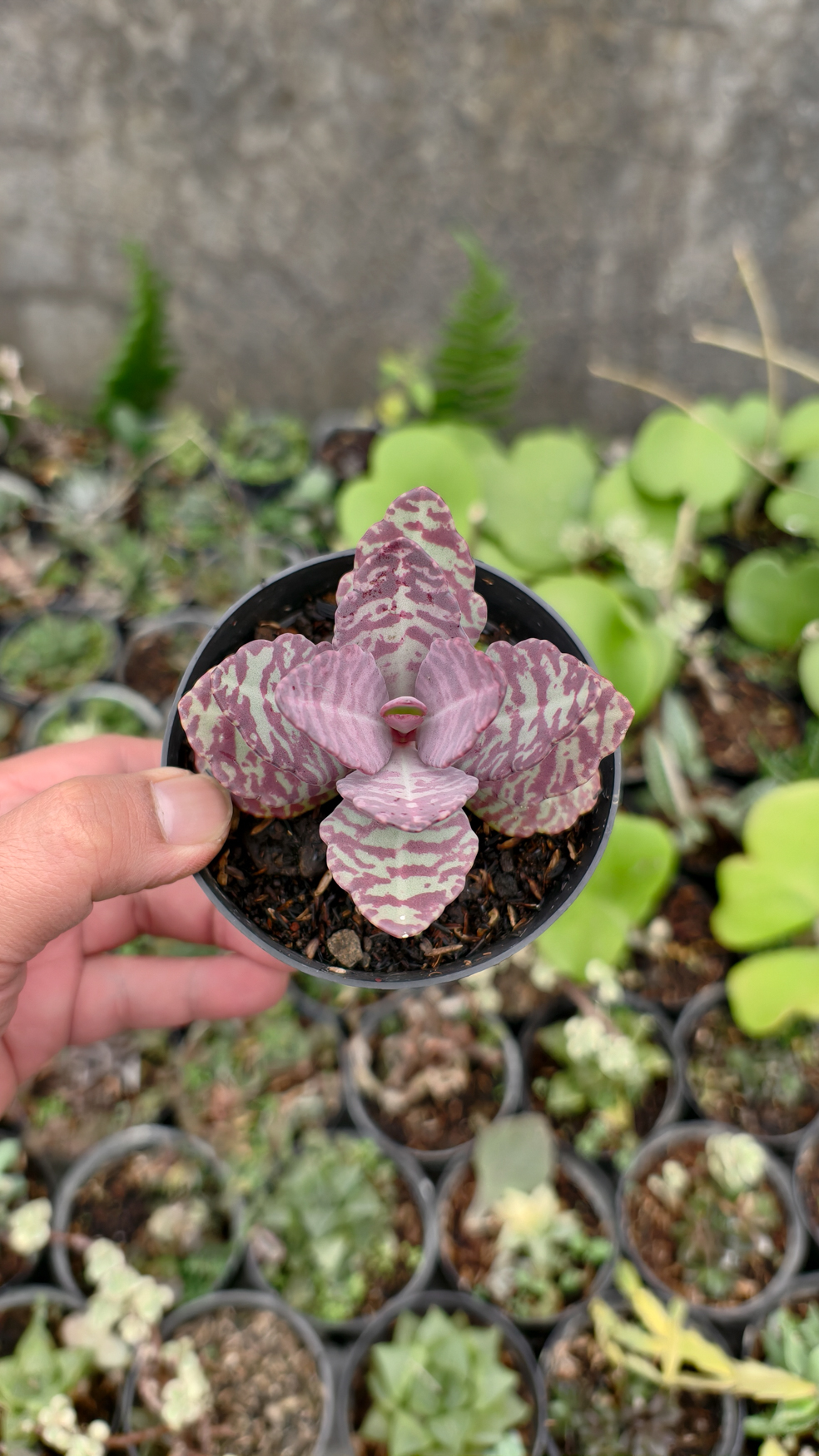 328. Kalanchoe Humilis - Image 19