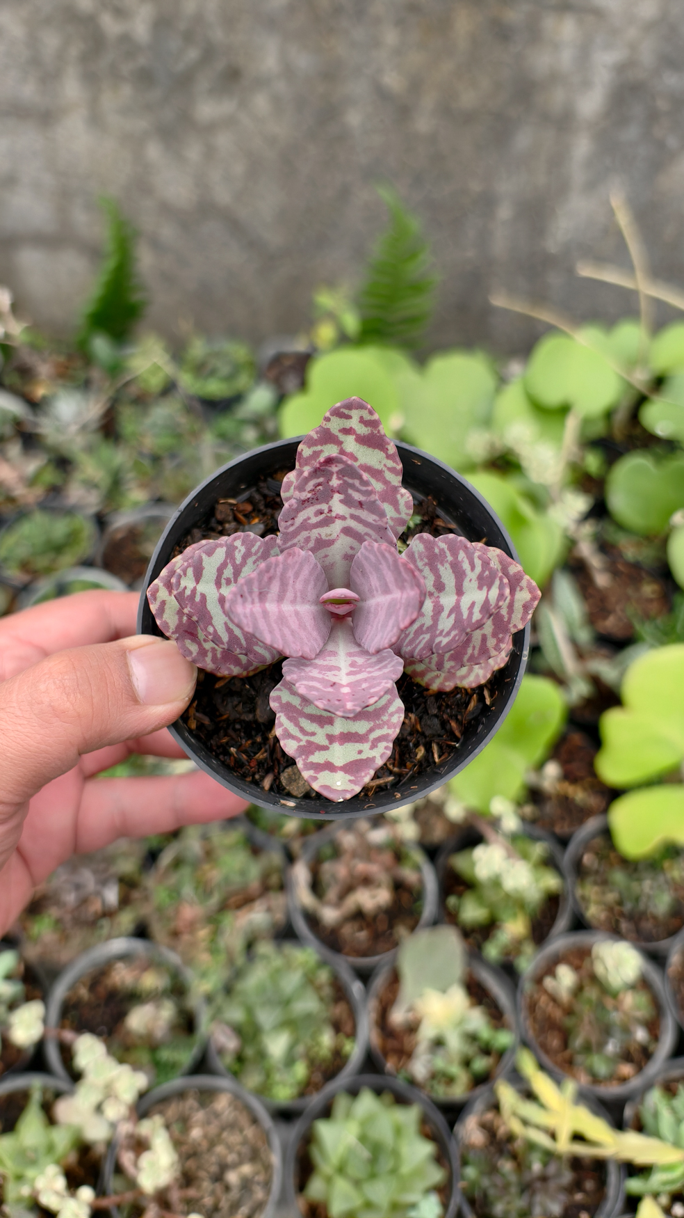 328. Kalanchoe Humilis - Image 21