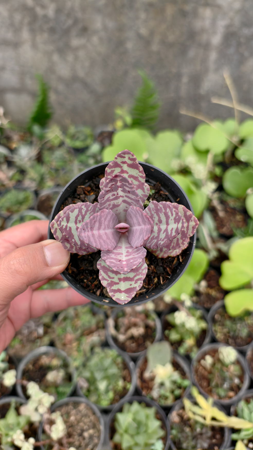 328. Kalanchoe Humilis - Image 13