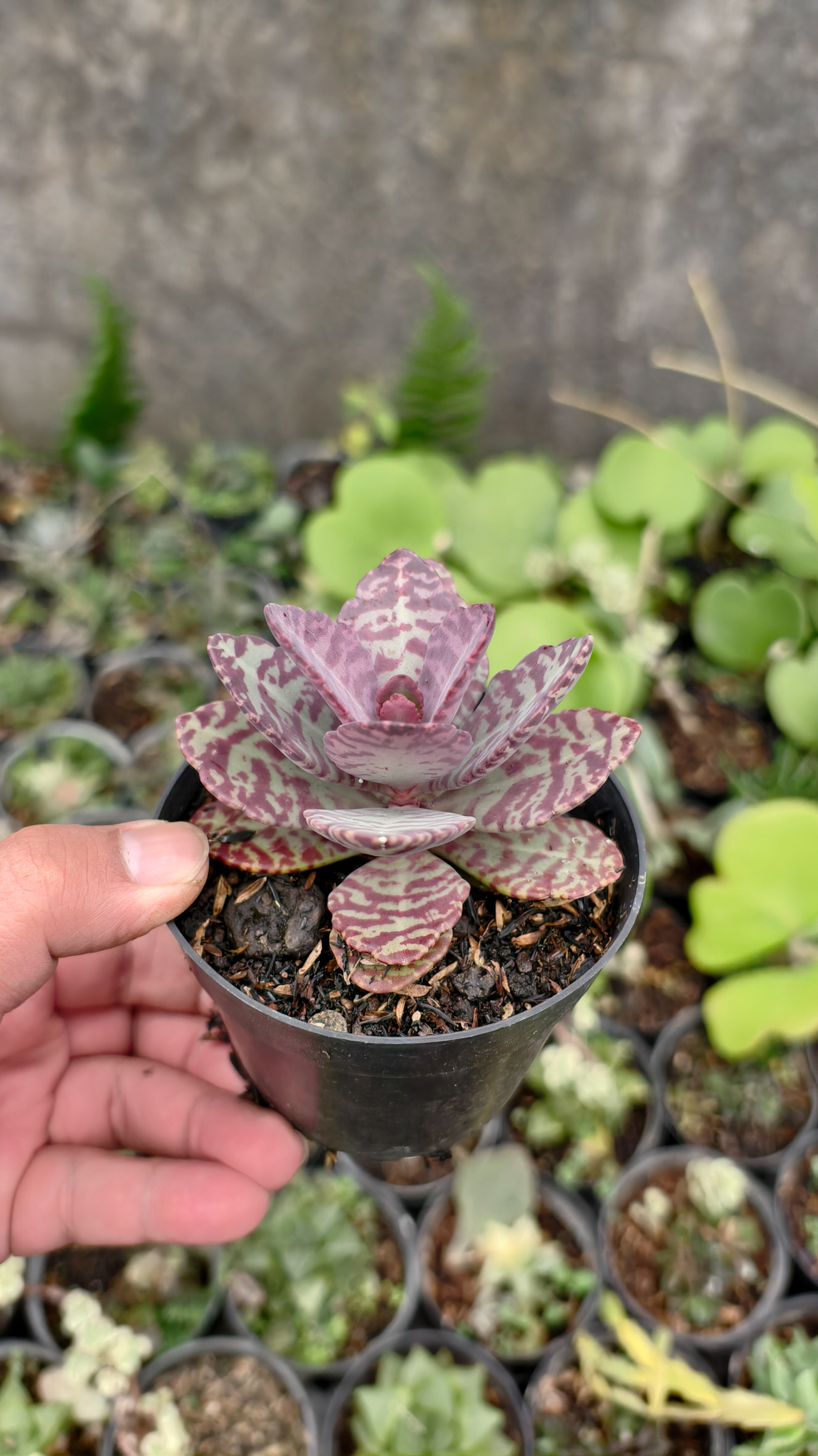 328. Kalanchoe Humilis - Image 6