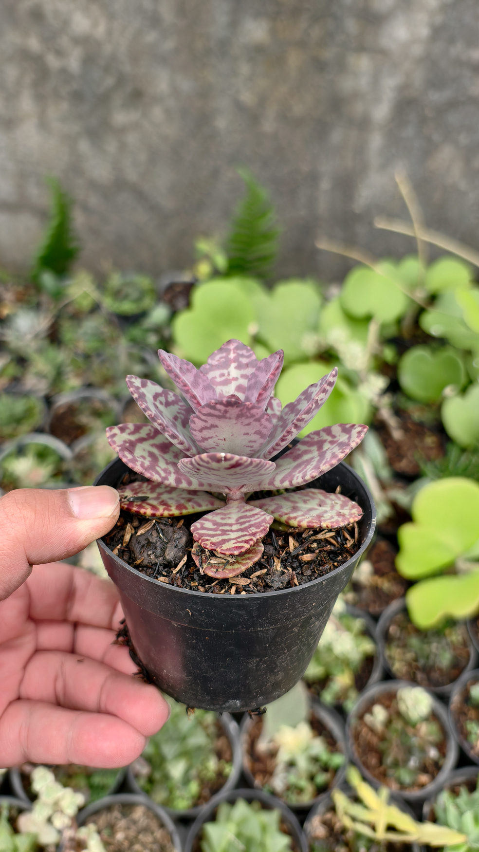 328. Kalanchoe Humilis - Image 4