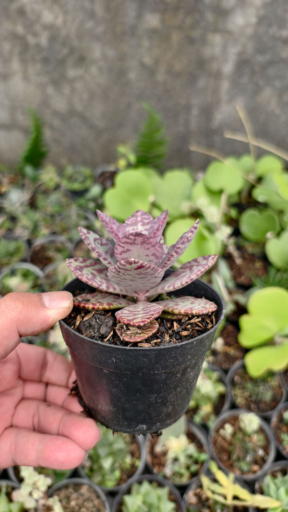 328. Kalanchoe Humilis - Image 2