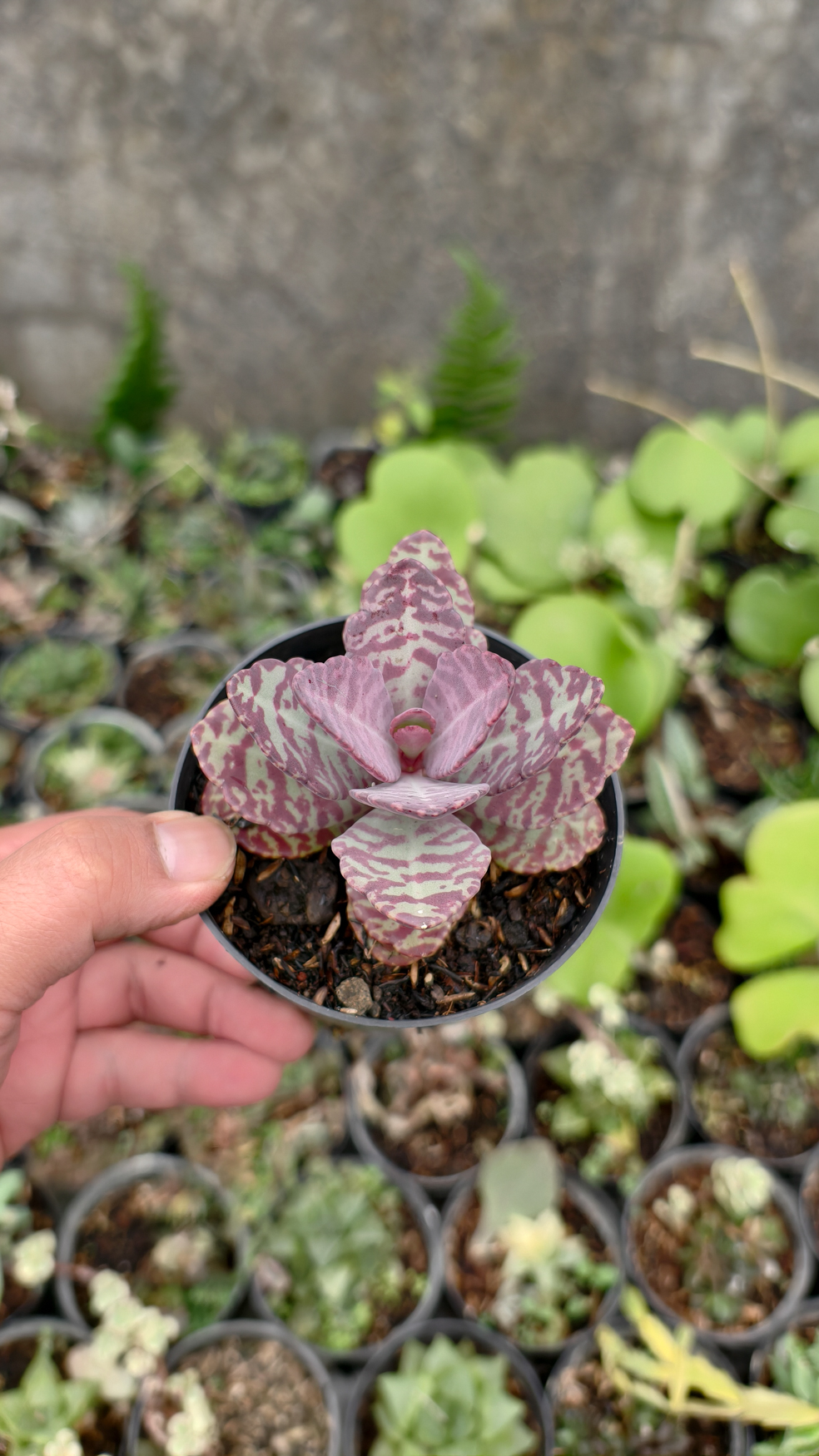 328. Kalanchoe Humilis - Image 8