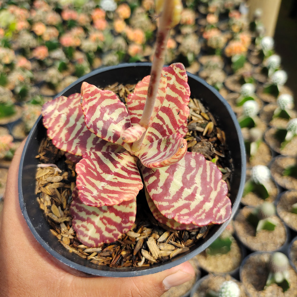 328. Kalanchoe Humilis - Image 14