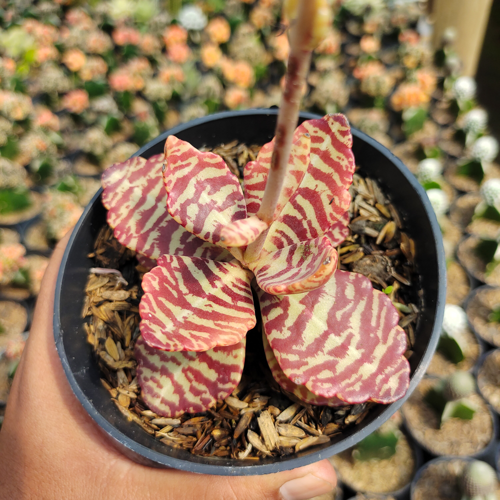 328. Kalanchoe Humilis - Image 15