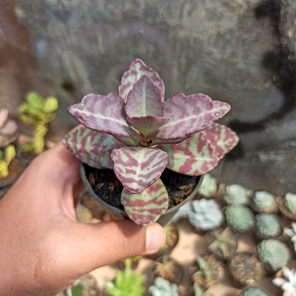 328. Kalanchoe Humilis - Image 3