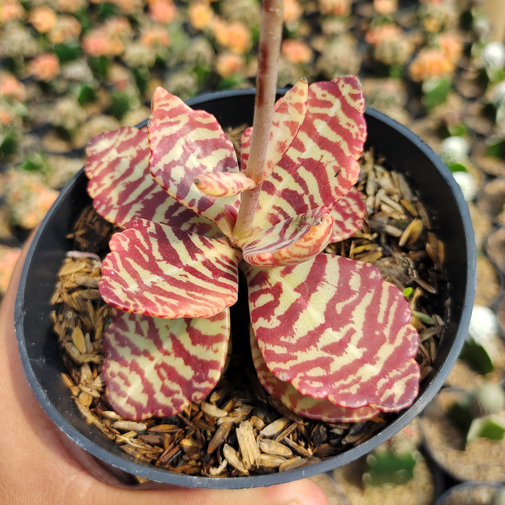 328. Kalanchoe Humilis - Image 16