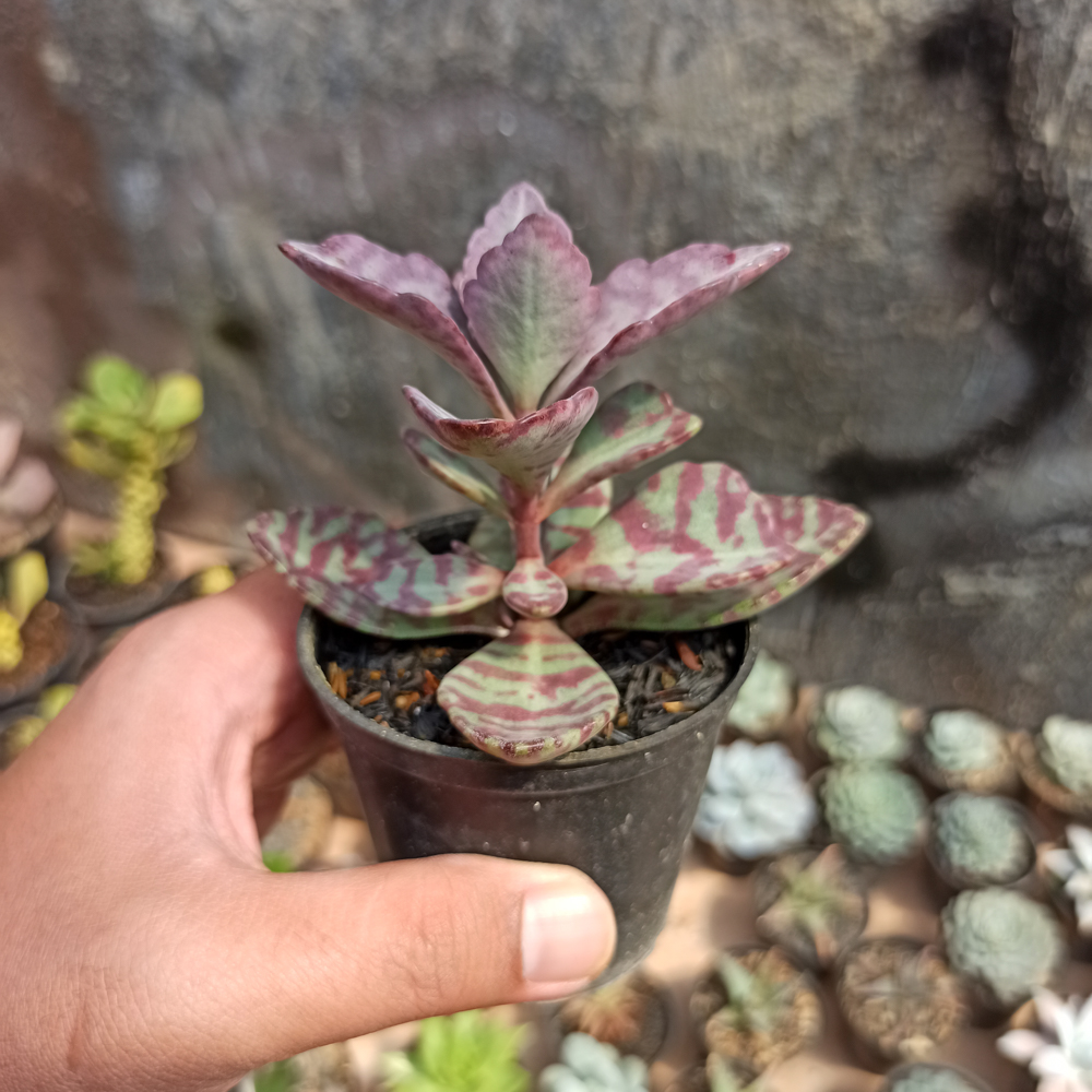 328. Kalanchoe Humilis - Image 5