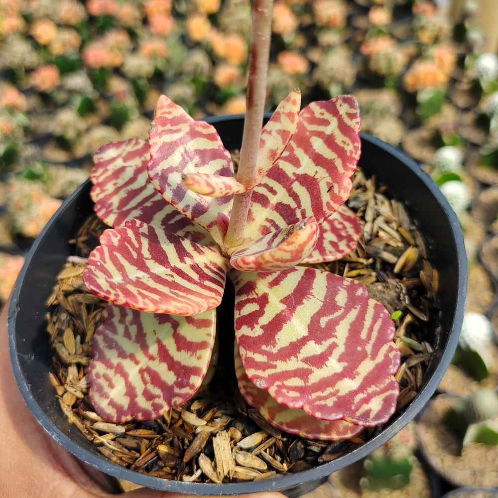 328. Kalanchoe Humilis - Image 17