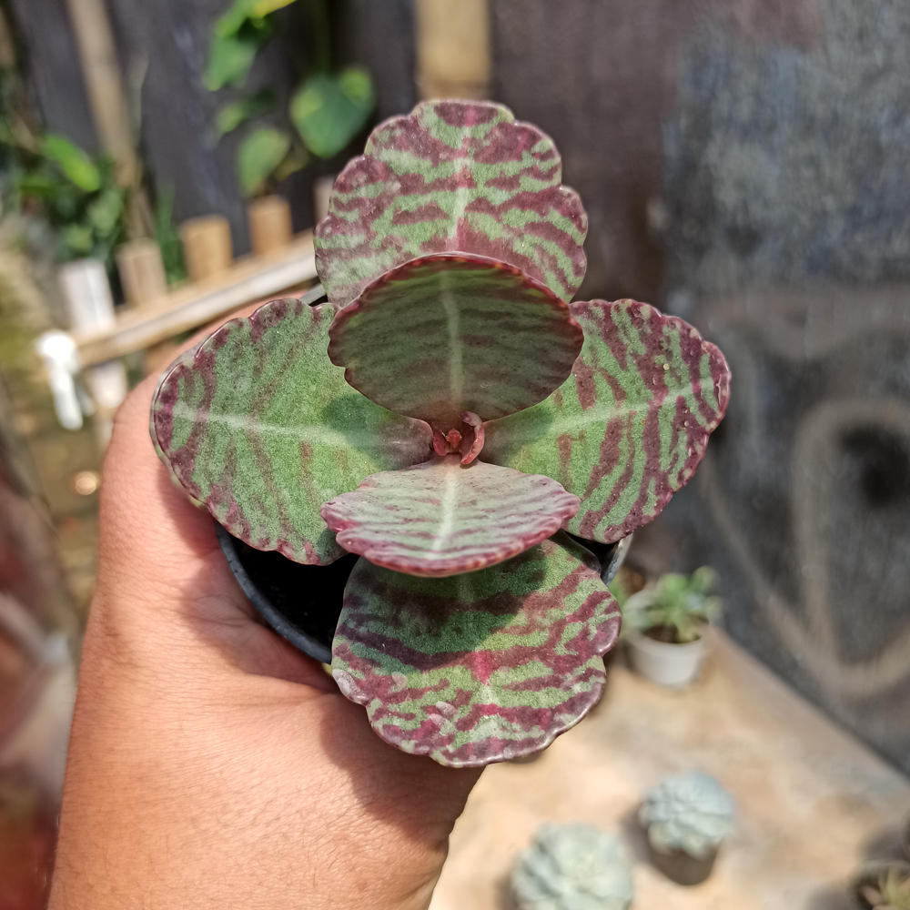 328. Kalanchoe Humilis - Image 7