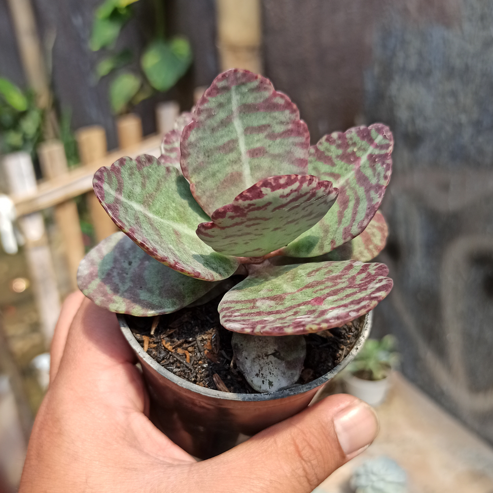 328. Kalanchoe Humilis - Image 9
