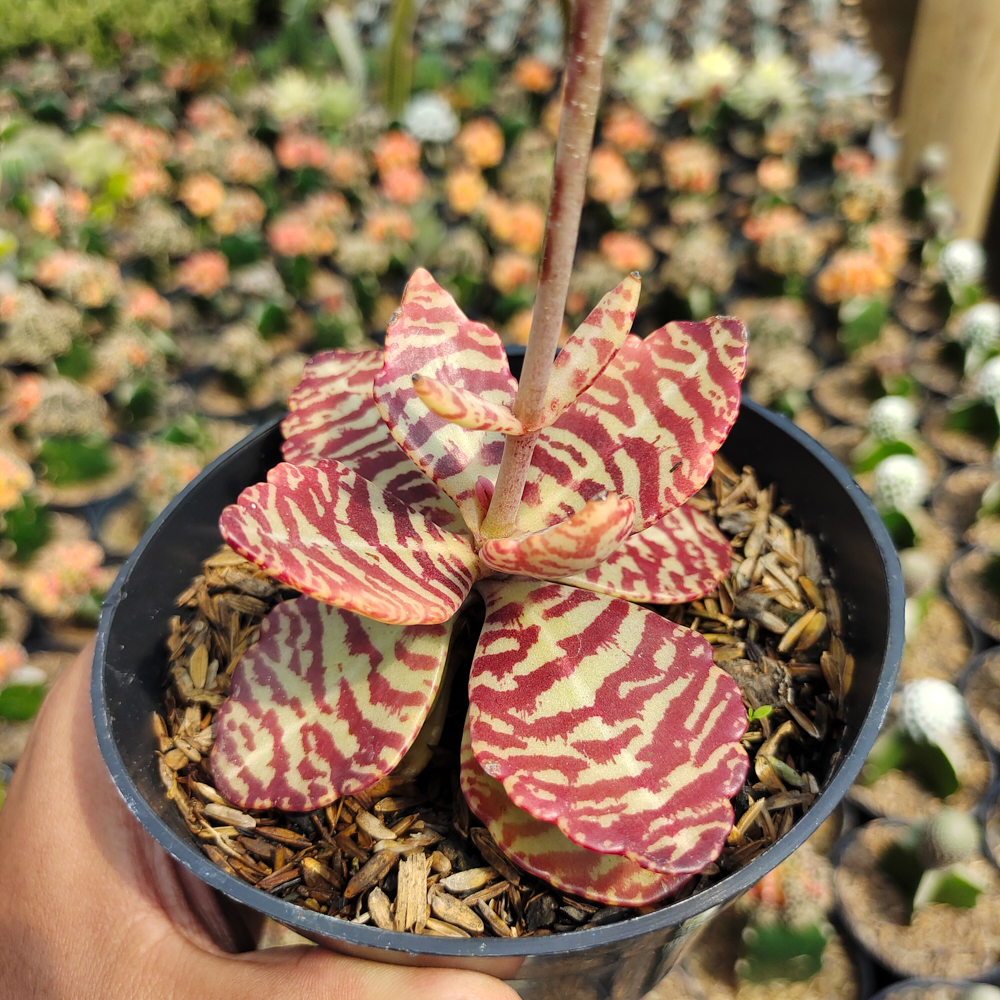 328. Kalanchoe Humilis - Image 20