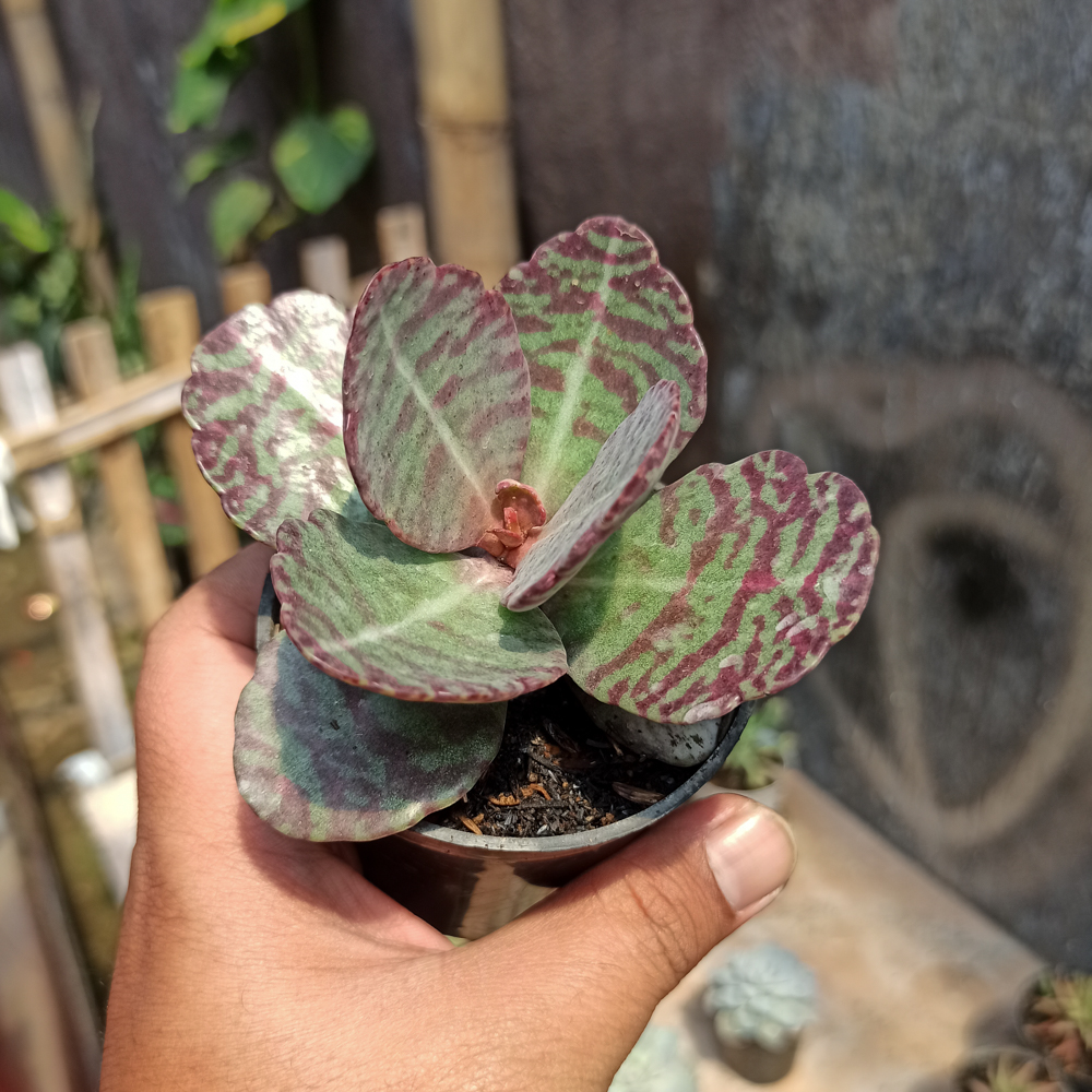 328. Kalanchoe Humilis - Image 10