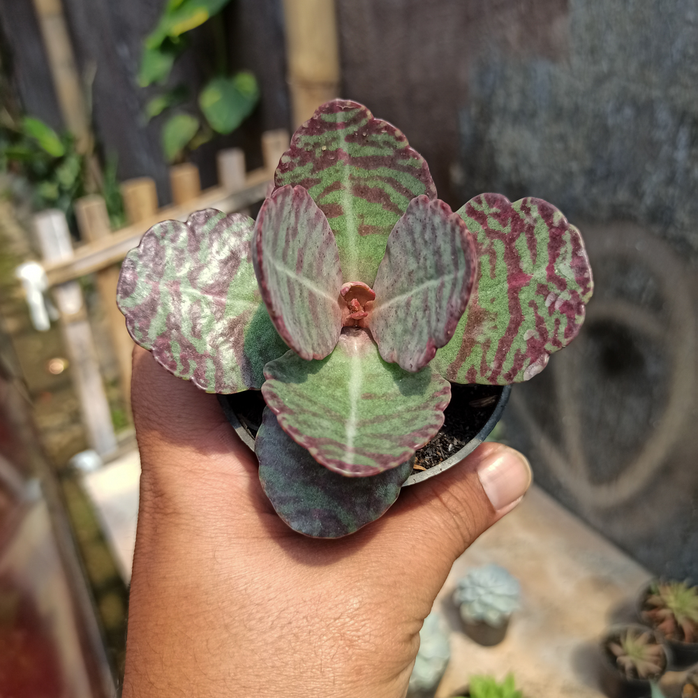 328. Kalanchoe Humilis - Image 11
