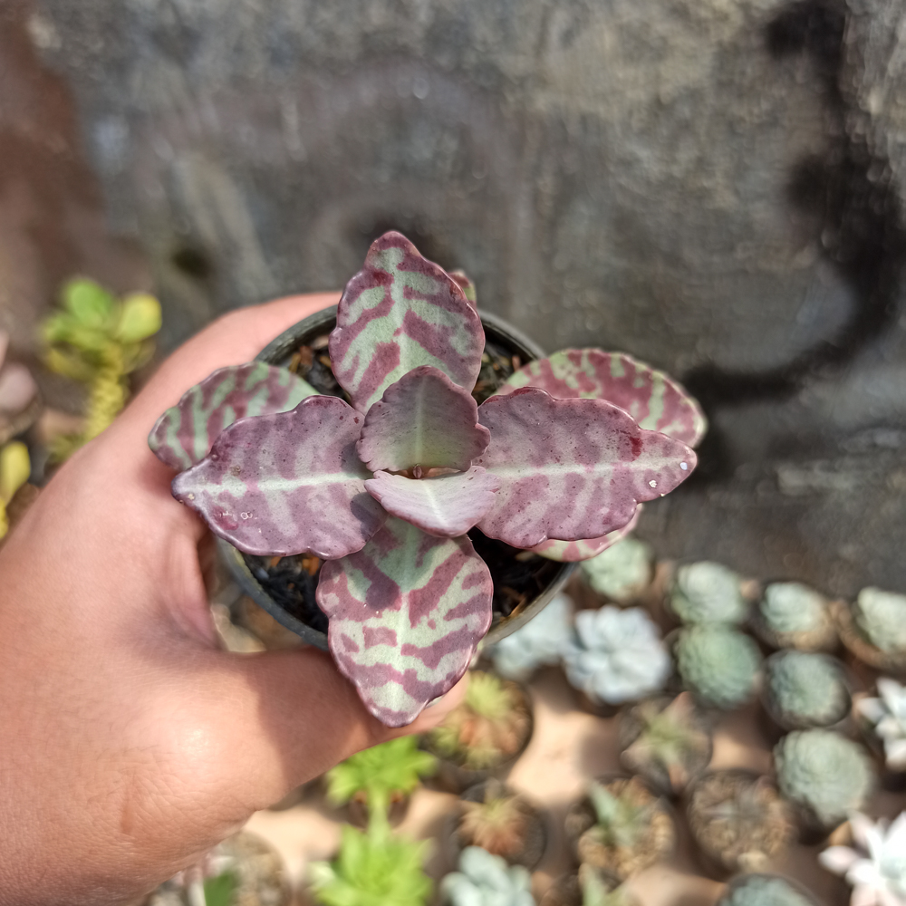 328. Kalanchoe Humilis - Image 12