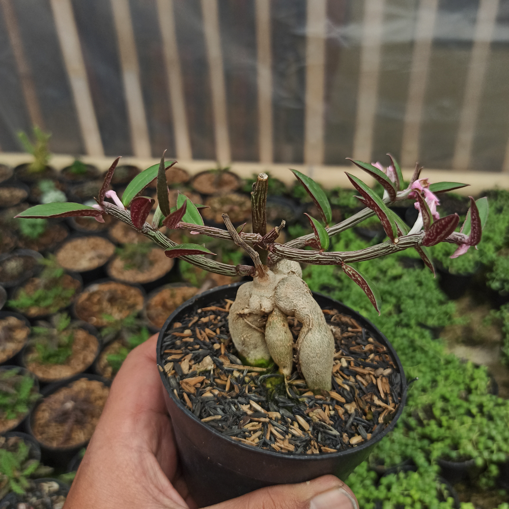 332. Monadenium Rubellum - Image 2
